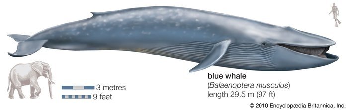 Is a blue whale's heart really as big as a car? 2