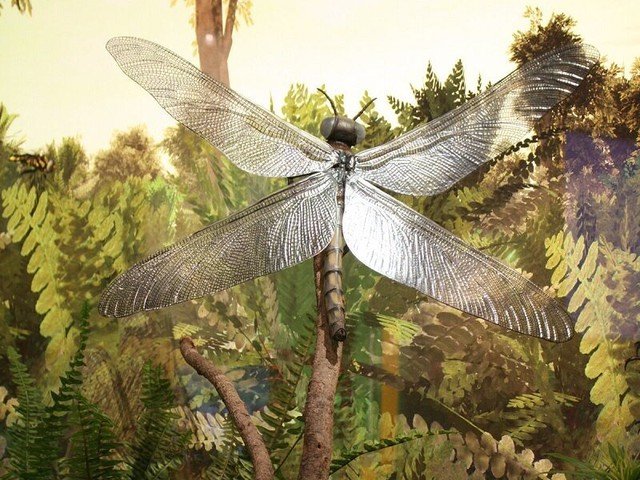 Giant dragonflies and facts about the prehistoric world that you should know 3