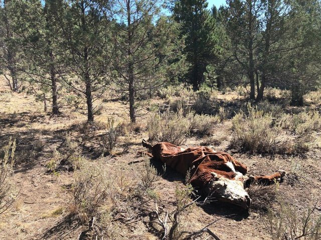 Unsolved mystery: The case of cows `disappearing` on American farms, is it evidence of aliens? 3